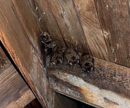 Michigan's Bat Expert