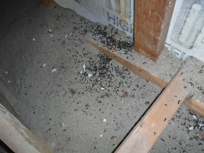 Michigan's Bat Expert Picture 4
