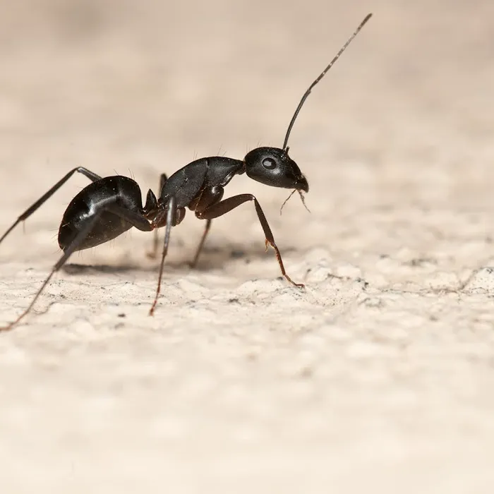 Environmental Pest Control Picture 1
