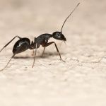 Environmental Pest Control