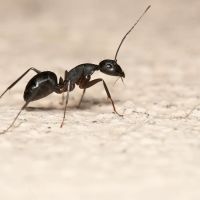 Environmental Pest Control ico