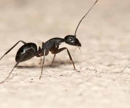 Environmental Pest Control