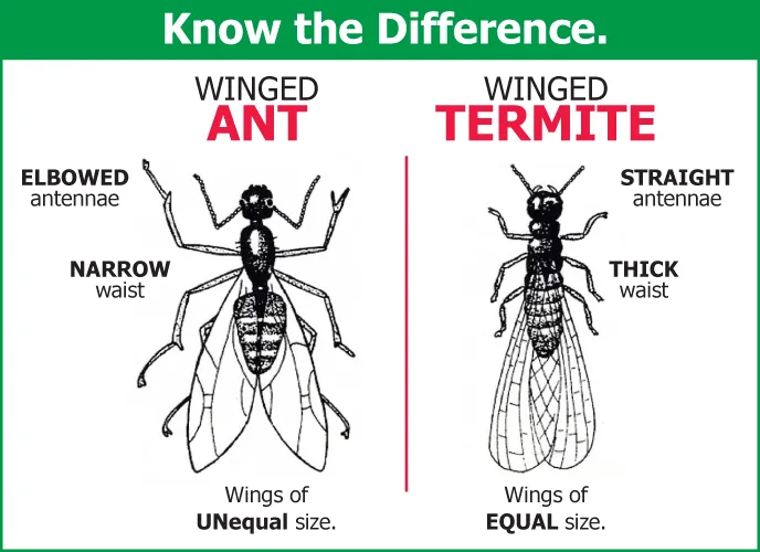 Environmental Pest Control Picture 5