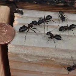 Catch'em Pest Control Picture 1