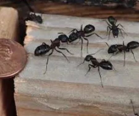 Catch'em Pest Control