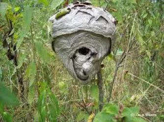 Catch'em Pest Control Picture 2