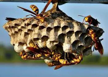 Catch'em Pest Control Picture 3