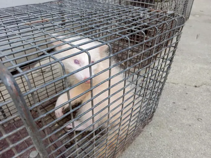 A & D Animal Control Picture 3