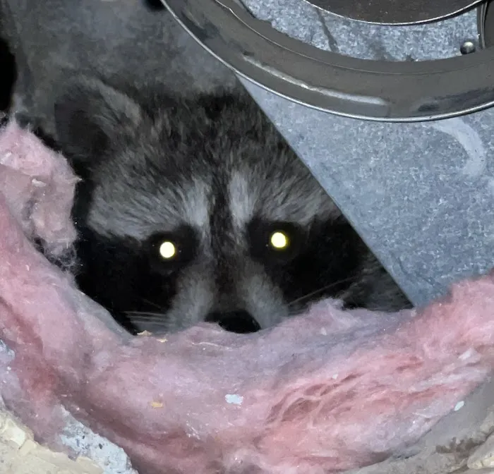 A & D Animal Control Picture 4