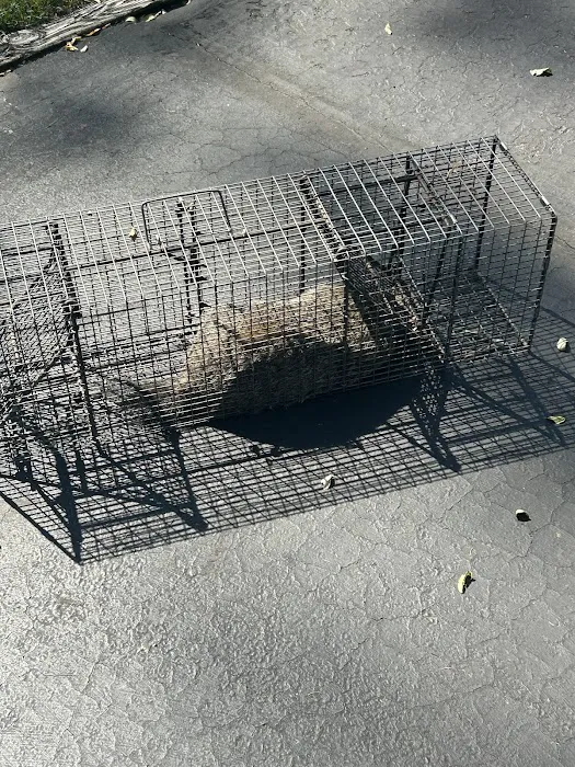 Empire Wildlife Trapping Picture 6