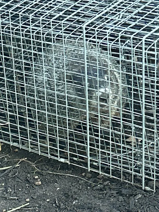 Empire Wildlife Trapping Picture 10