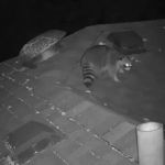 Empire Wildlife Trapping