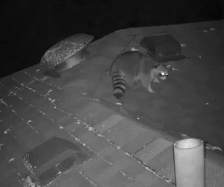 Empire Wildlife Trapping
