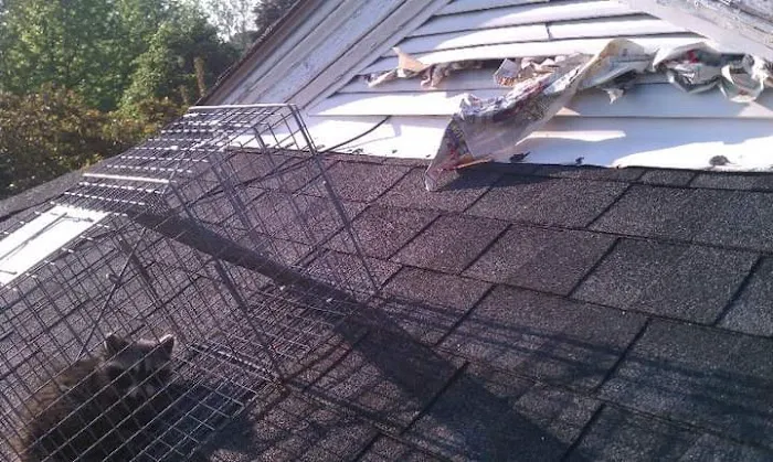 Empire Wildlife Trapping Picture 4