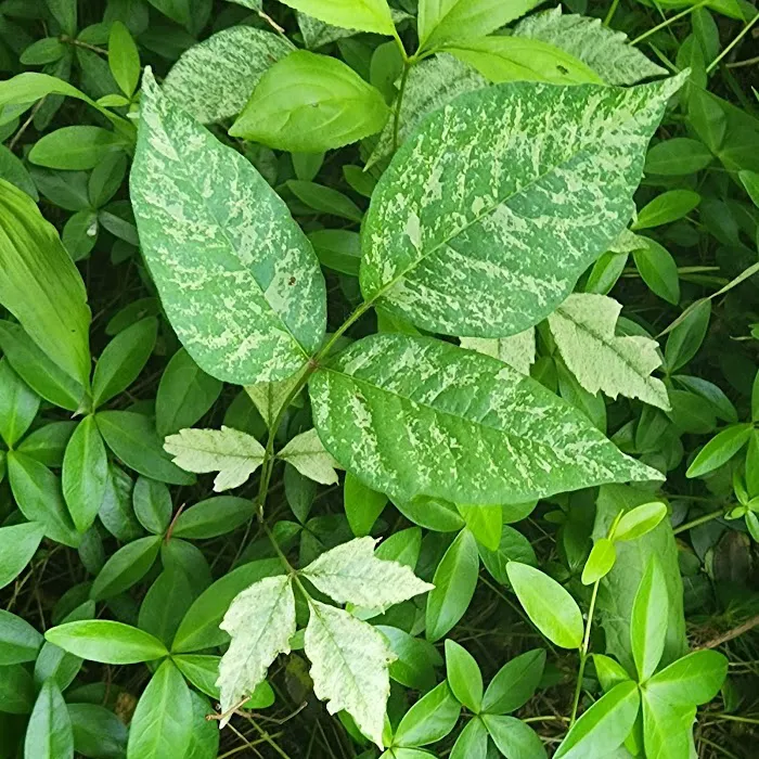 Ditch The Itch - Poison Ivy and Mosquito Control Services Picture 10