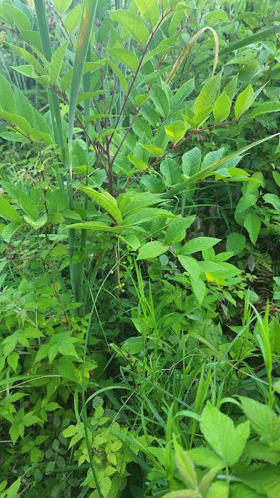 Ditch The Itch - Poison Ivy and Mosquito Control Services Picture 8