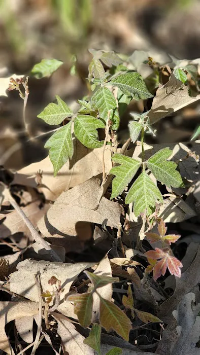 Ditch The Itch - Poison Ivy and Mosquito Control Services Picture 3