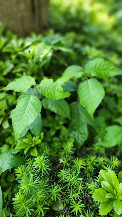 Ditch The Itch - Poison Ivy and Mosquito Control Services Picture 1