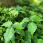 Ditch The Itch - Poison Ivy and Mosquito Control Services