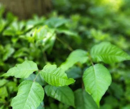 Ditch The Itch - Poison Ivy and Mosquito Control Services