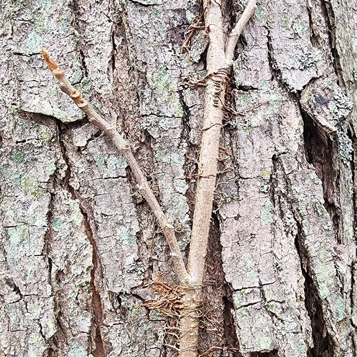 Ditch The Itch - Poison Ivy and Mosquito Control Services Picture 6