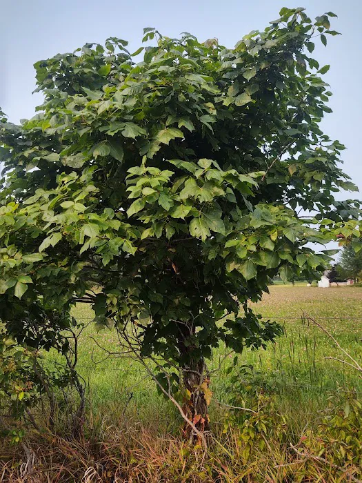 Ditch The Itch - Poison Ivy and Mosquito Control Services Picture 4