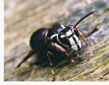 Spider Man Pest Control Picture 9