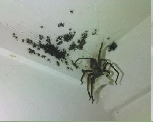 Spider Control Inc Picture 2