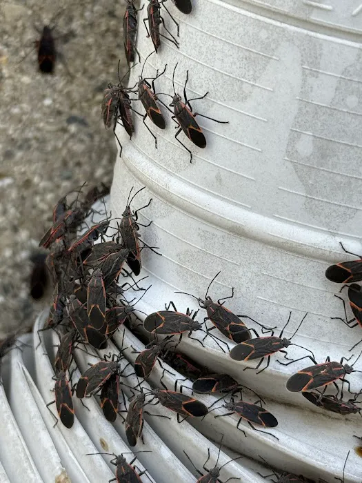 Hi-Tech Pest Control Exterminator Picture 7