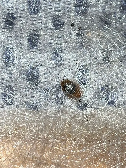 Hi-Tech Pest Control Exterminator Picture 8