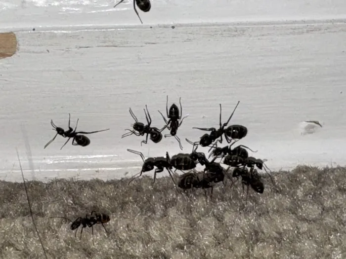 Hi-Tech Pest Control Exterminator Picture 2