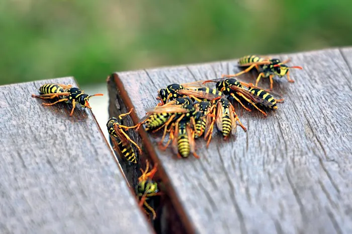 Hi-Tech Pest Control Exterminator Picture 1