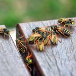 Hi-Tech Pest Control Exterminator