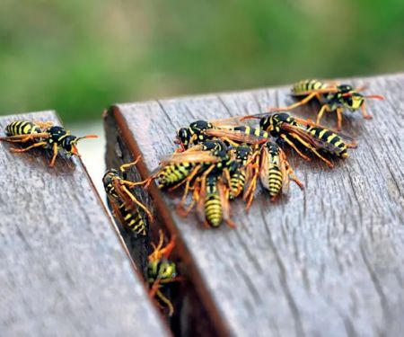 Hi-Tech Pest Control Exterminator