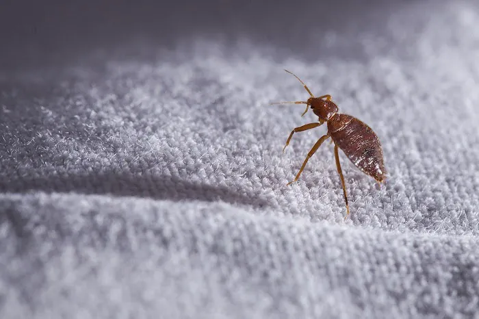 Hi-Tech Pest Control Exterminator Picture 5