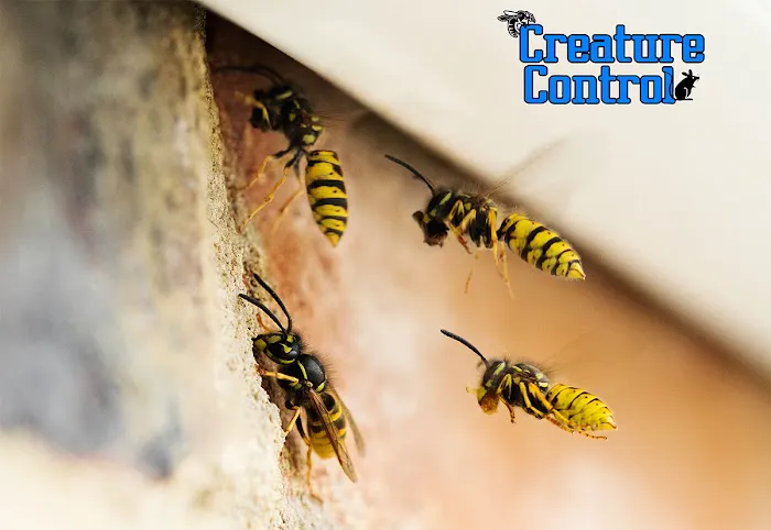 Creature Control LLC Picture 3
