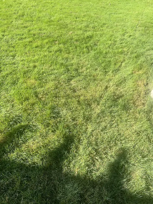 NexGreen Lawn, Tree and Exterior Pest Control Picture 7