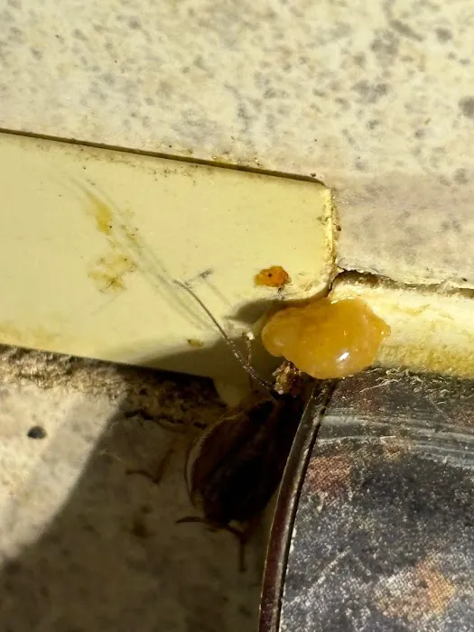 Presidio Pest Management Picture 10
