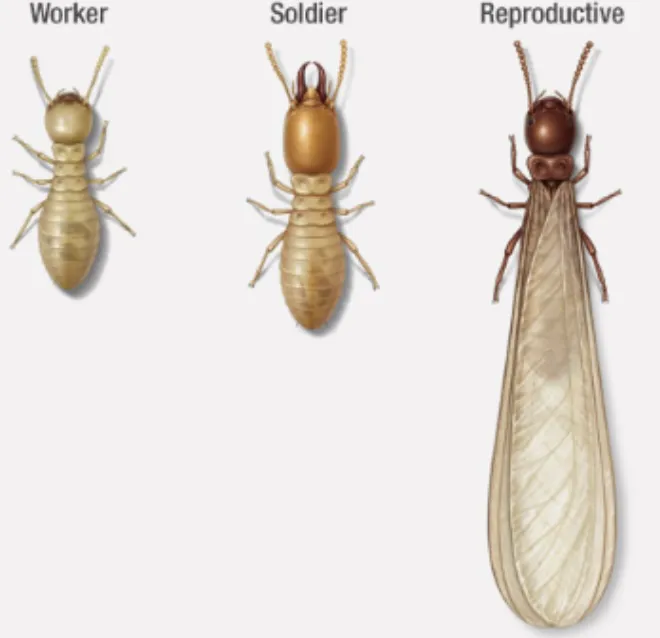 WDI-Inspector Picture 2