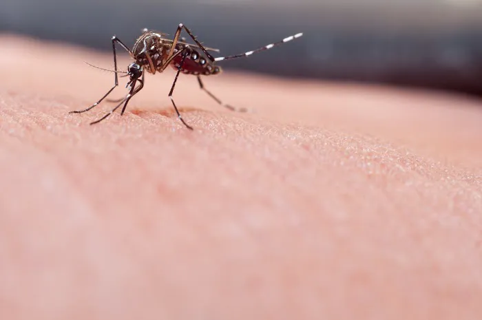 Mosquito Authority Picture 10