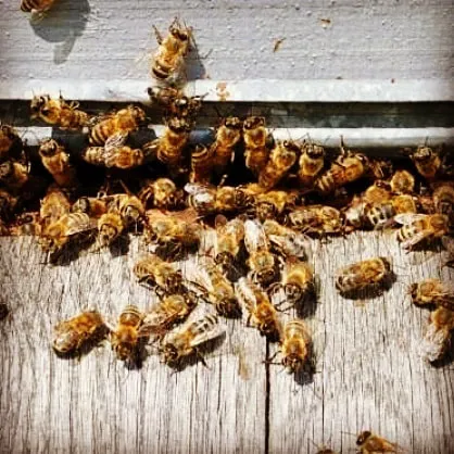 Friendly Pest Control Picture 1