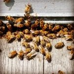 Friendly Pest Control