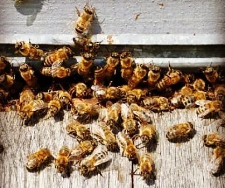 Friendly Pest Control