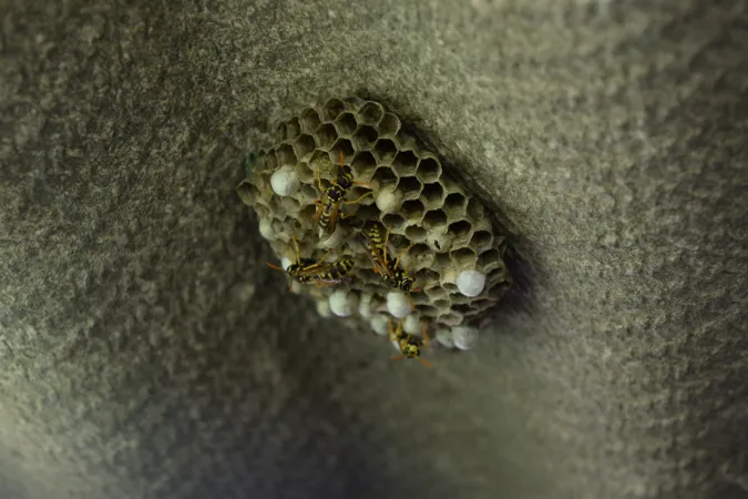 Friendly Pest Control Picture 6