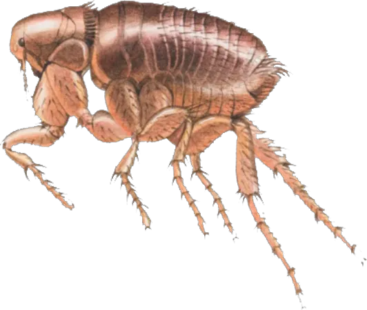 Friendly Pest Control Picture 10