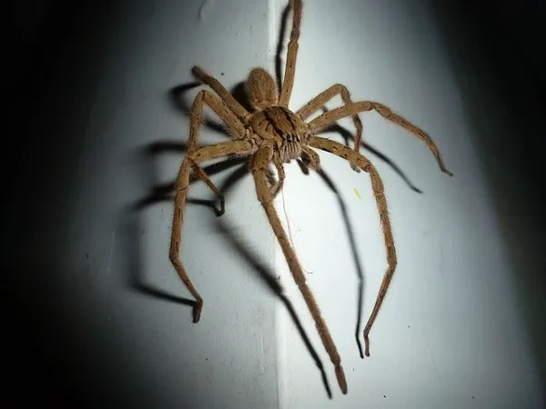 Friendly Pest Control Picture 2