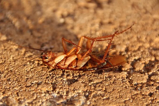 Friendly Pest Control Picture 5