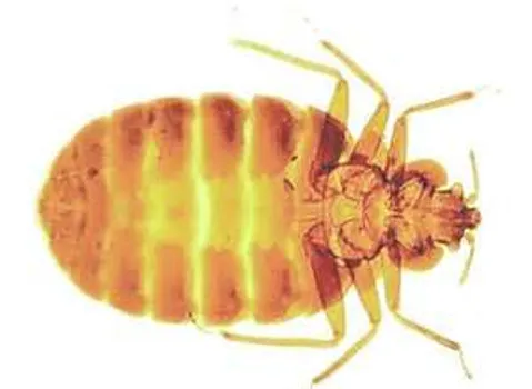 Friendly Pest Control Picture 9