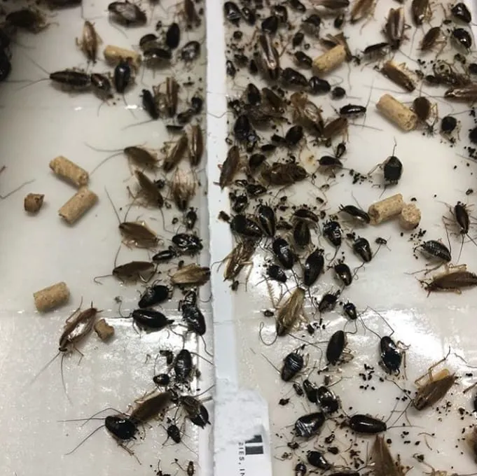 Friendly Pest Control Picture 8