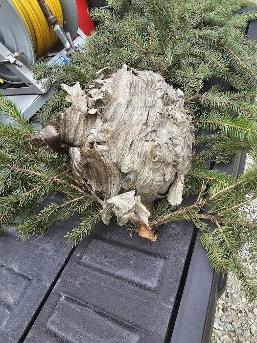 G & G Termite & Pest Control Picture 8